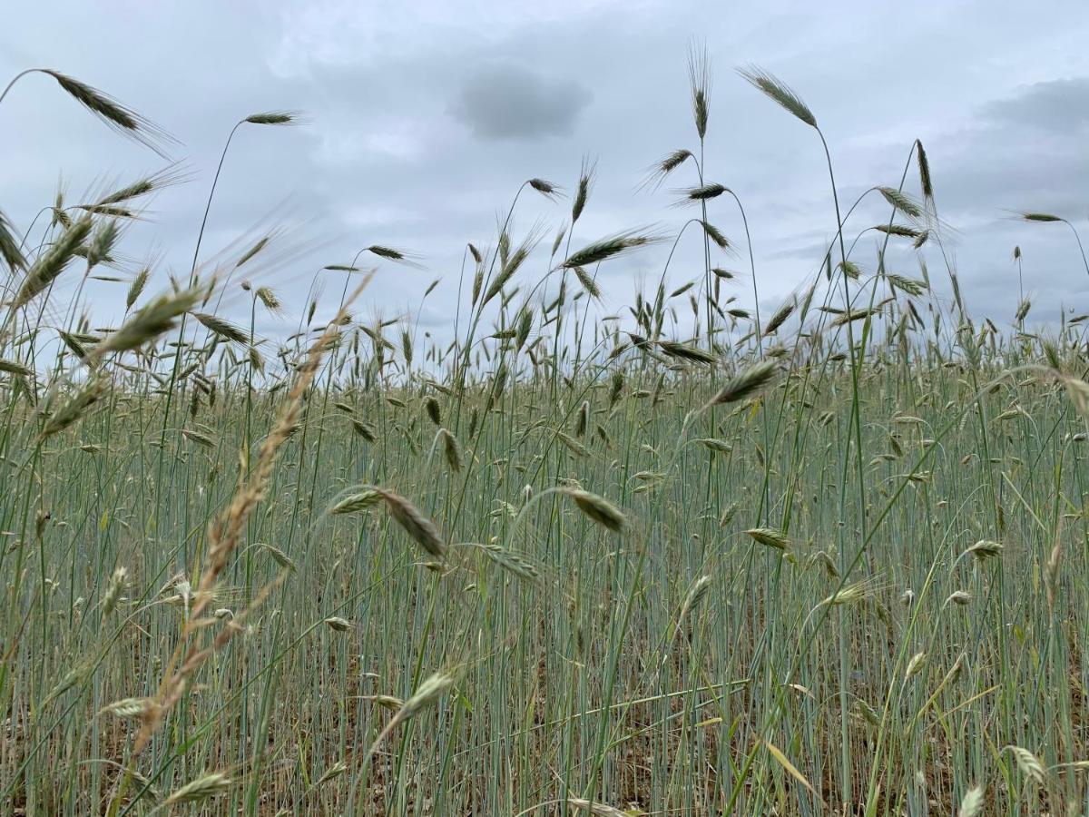 Gite De Beausoleil La Romieu ภายนอก รูปภาพ